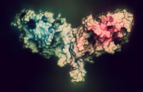 A 3D computer generated model of Cytotoxic T-lymphocyte-associated protein 4.