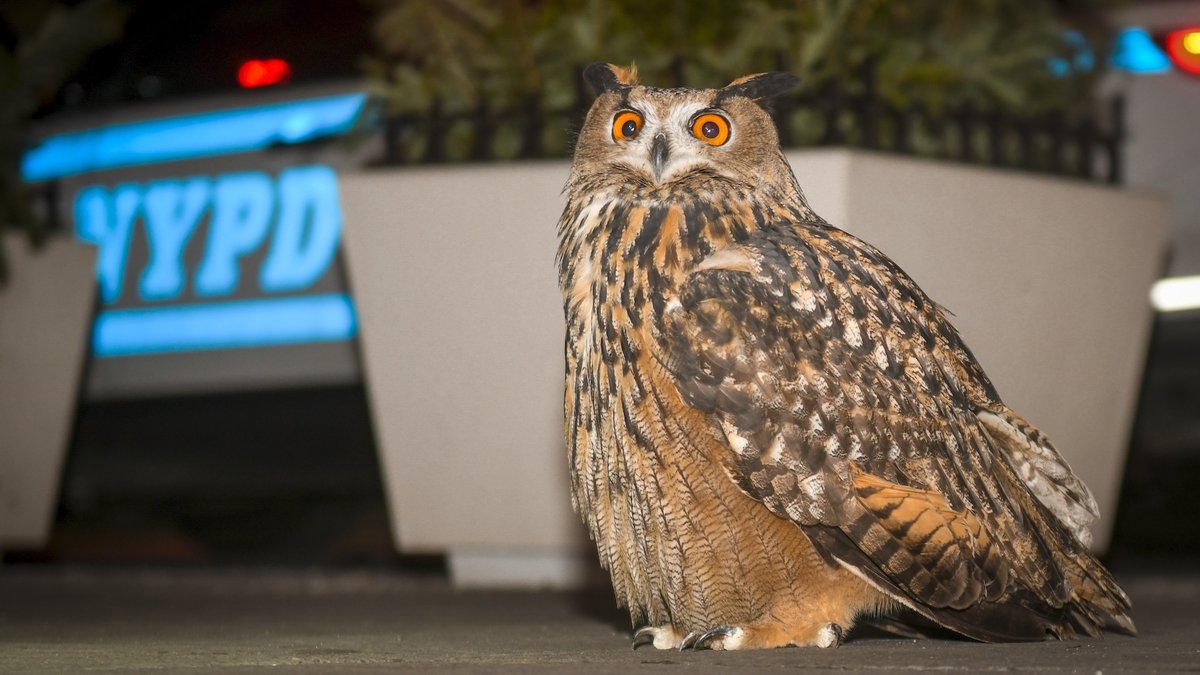 What Was Best For Flaco The Owl? Wild Inside Documentary Asks Tough Questions