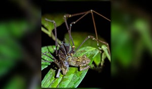 A spindly harvestman in the midst of trapping and consuming a frog of about the same size as it on top of a green leaf