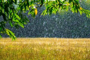 Rain drops falling down on a golden field with leaves from a tree branch in the foreground top of the image