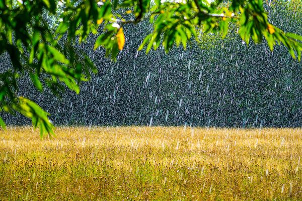 Rain drops falling down on a golden field with leaves from a tree branch in the foreground top of the image
