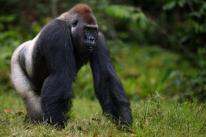 Gorilla walking through shrubs.