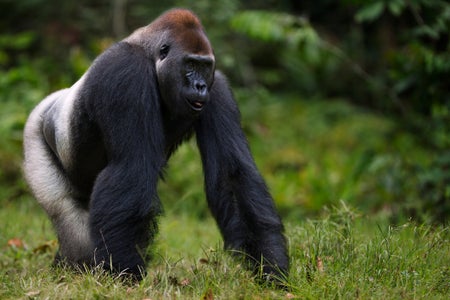 Gorilla walking through shrubs.