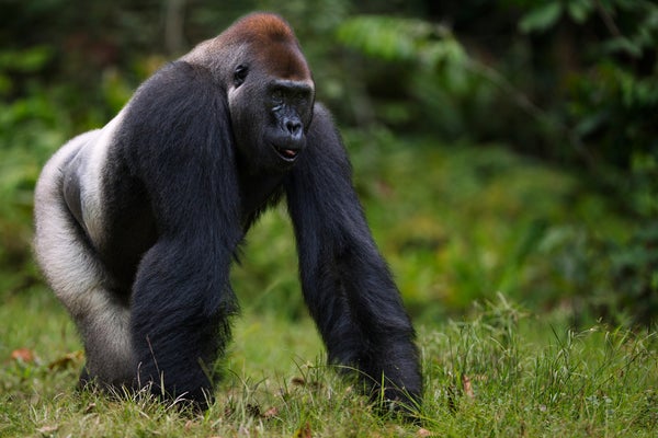 Gorilla walking through shrubs.