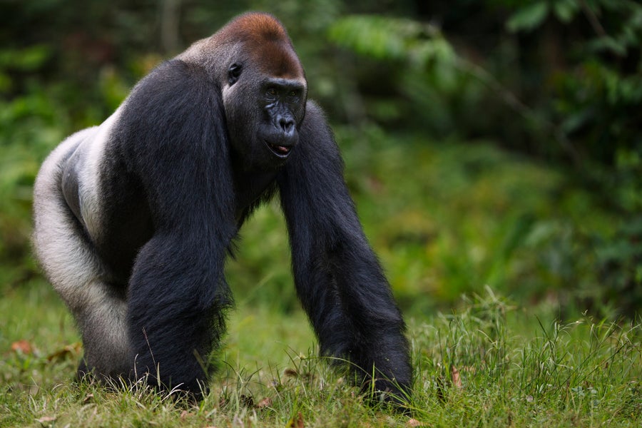 https://static.scientificamerican.com/dam/asset/8e6960f1-5367-4e6c-82fe-c0d5a878014b/gorilla.jpg?m=1779227626.787&w=900