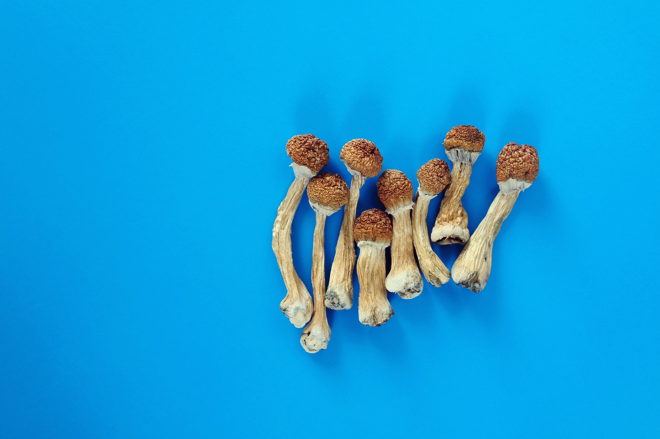 Dry psilocybin mushrooms on bright blue background