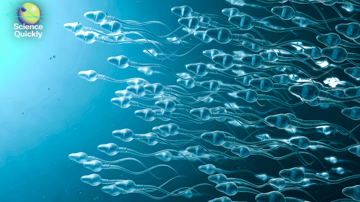 The overlooked role of sperm DNA damage in recurrent miscarriage