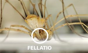 Two daddy long legs fighting against each other, then the female peforms felatio on the male