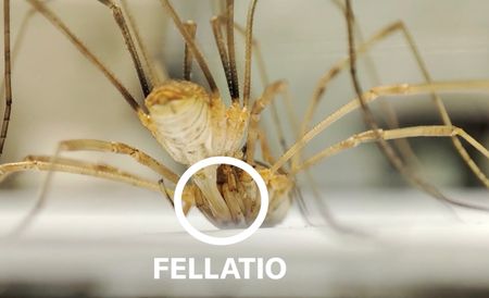 Two daddy long legs fighting against each other, then the female peforms felatio on the male