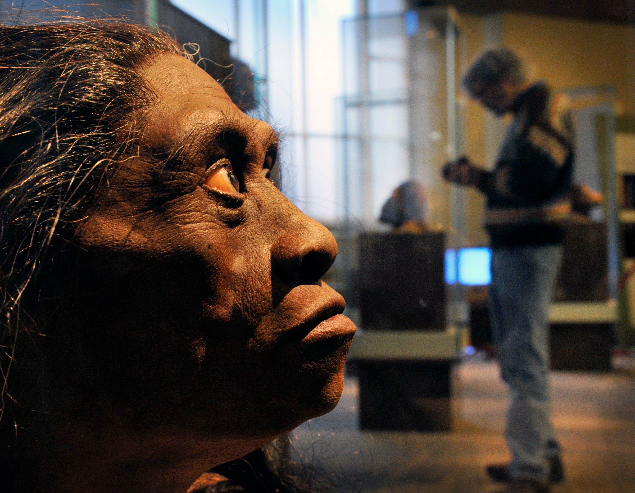 A sculpted model of a Homo floresiensis head in a museum display with someone in the background.