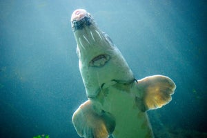 Atlantic sturgeon underbelly