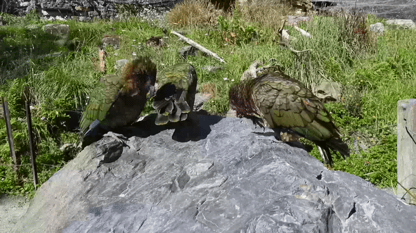 Three yellow, brown and green parrots on a gray rock against a background of green grasses. The bird on the right runs at the one in the middle, who jumps off the rock to avoid him