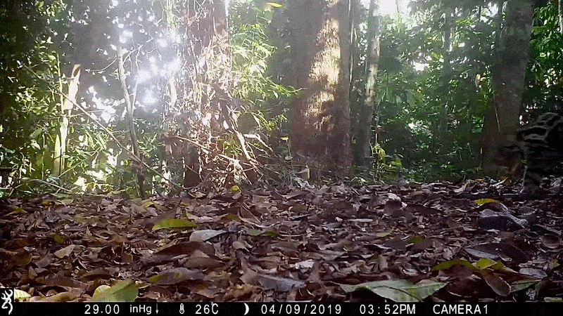 A tawny big cat with black spots walks into view amidst a small clearing in a forest
