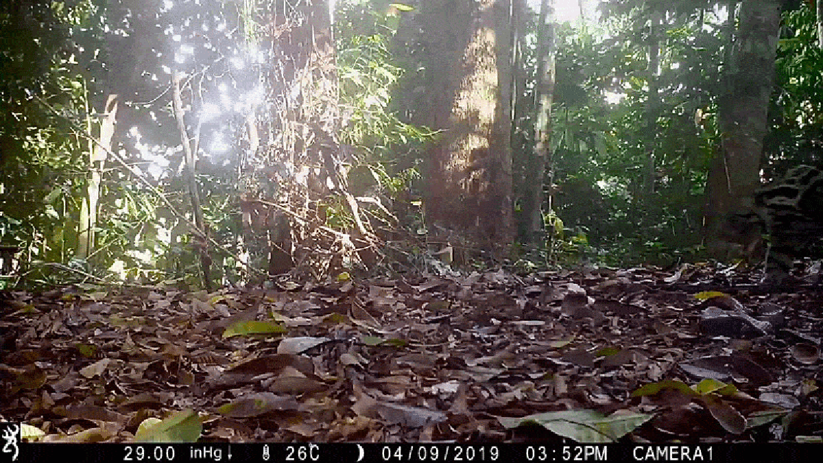 See unprecedented images of Sunda clouded leopards, the ‘ghosts of the forest’