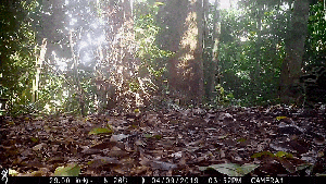 A tawny big cat with black spots walks into view amidst a small clearing in a forest