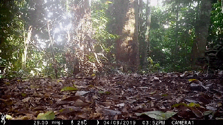 A tawny big cat with black spots walks into view amidst a small clearing in a forest