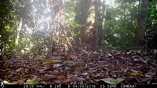 A tawny big cat with black spots walks into view amidst a small clearing in a forest