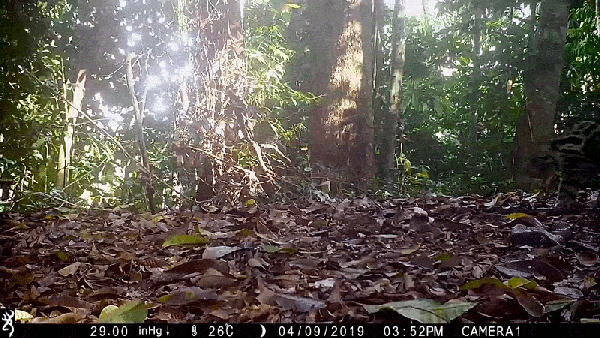A tawny big cat with black spots walks into view amidst a small clearing in a forest