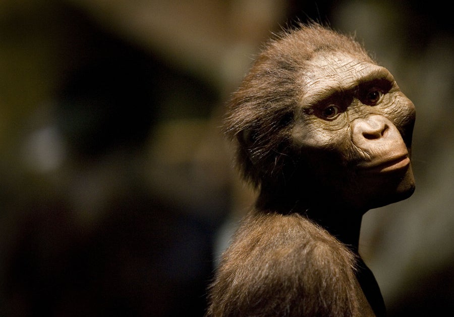 A model of the ancient human species Australopithecus afarensis