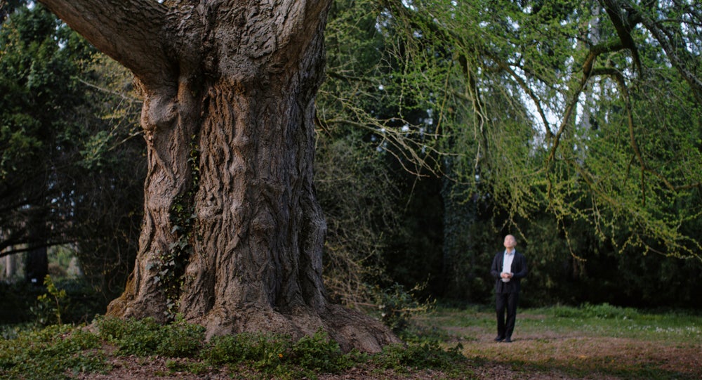 Un hombre junto a un gigantesco árbol de ginkgo