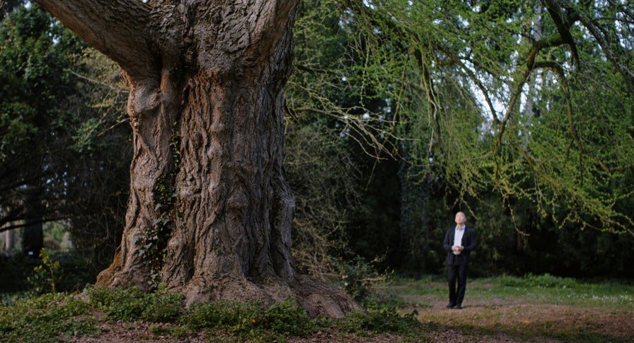 A man stands next to a gigantic ginkgo tree