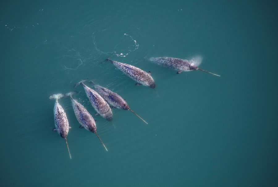 Narwhals swimming in northwestern Greenland.