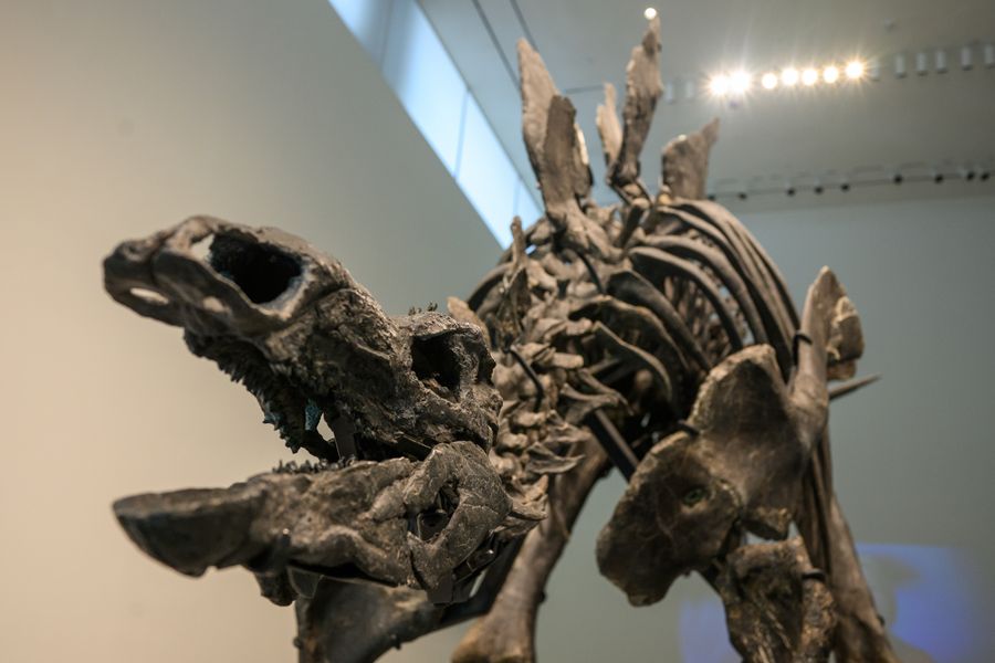 a fossilized stegosaurus skeleton