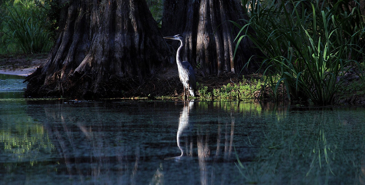 Heron and cypress trees