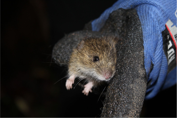 a long-tailed pygmy rice rat held between two gloved fingers