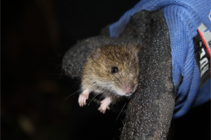 a long-tailed pygmy rice rat held between two gloved fingers