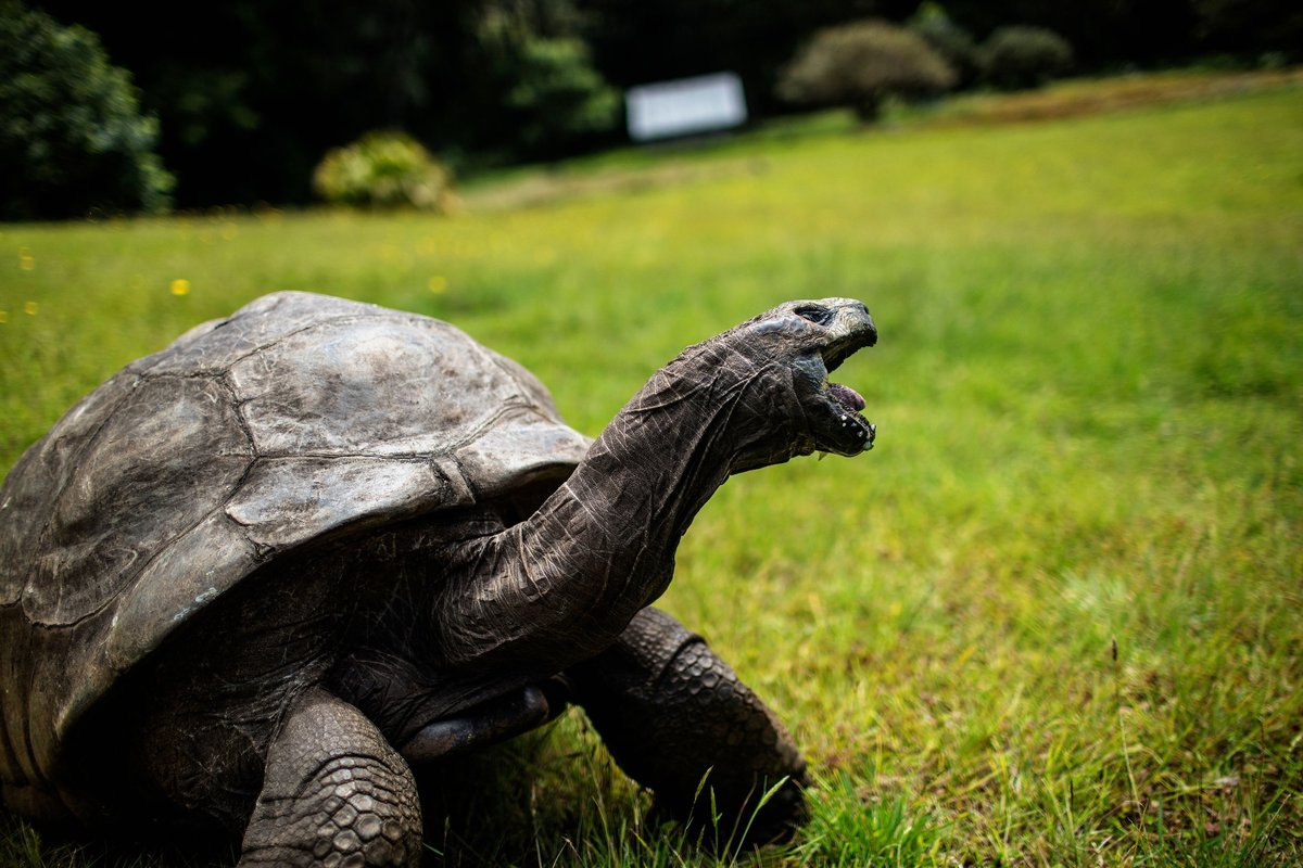 Scientists unlock the longevity secrets of 194-year-old Jonathan the giant tortoise