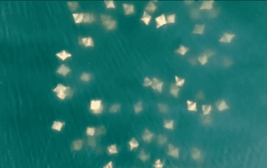 An aerial view of cownose rays swimming in a circular pattern