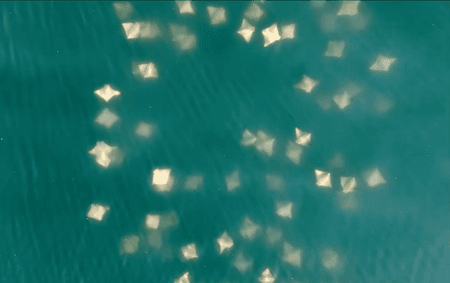 An aerial view of cownose rays swimming in a circular pattern