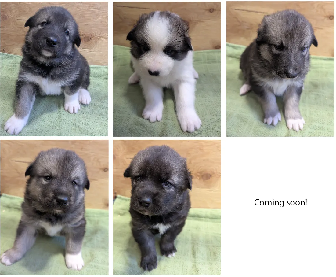 This image shows the five puppies born in the park with a blank spot for a sixth puppy that will join the kennel soon. Top row (L to R): Sequoia (f), Mammoth (m), Rainier (f) Bottom row (L to R): Teton (m), Mesa (f), Coming Soon: Acadia (f)