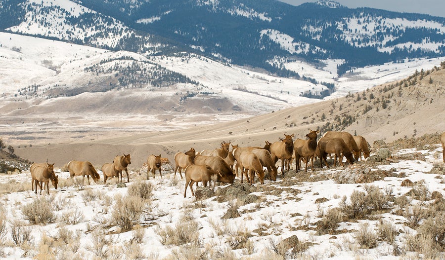 Winter elk herd in Yellowstone National Park
