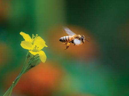 Photograph of a honey bee leaving flower in the morning of late summer season by Darwin Fan/Getty Images.
