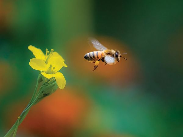 Photograph of a honey bee leaving flower in the morning of late summer season by Darwin Fan/Getty Images.