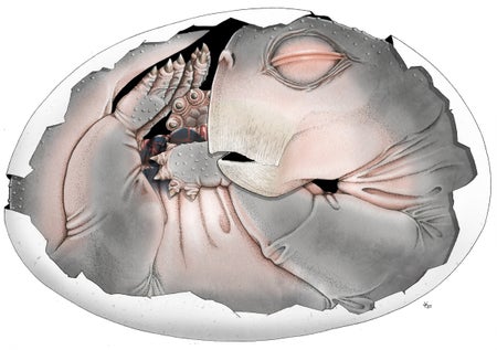 This scientific illustration shows what the embryo of a Lystrosaurus creature might have looked like inside its egg shell some 250 million years ago.
