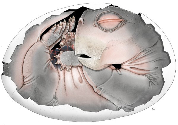 This scientific illustration shows what the embryo of a Lystrosaurus creature might have looked like inside its egg shell some 250 million years ago.