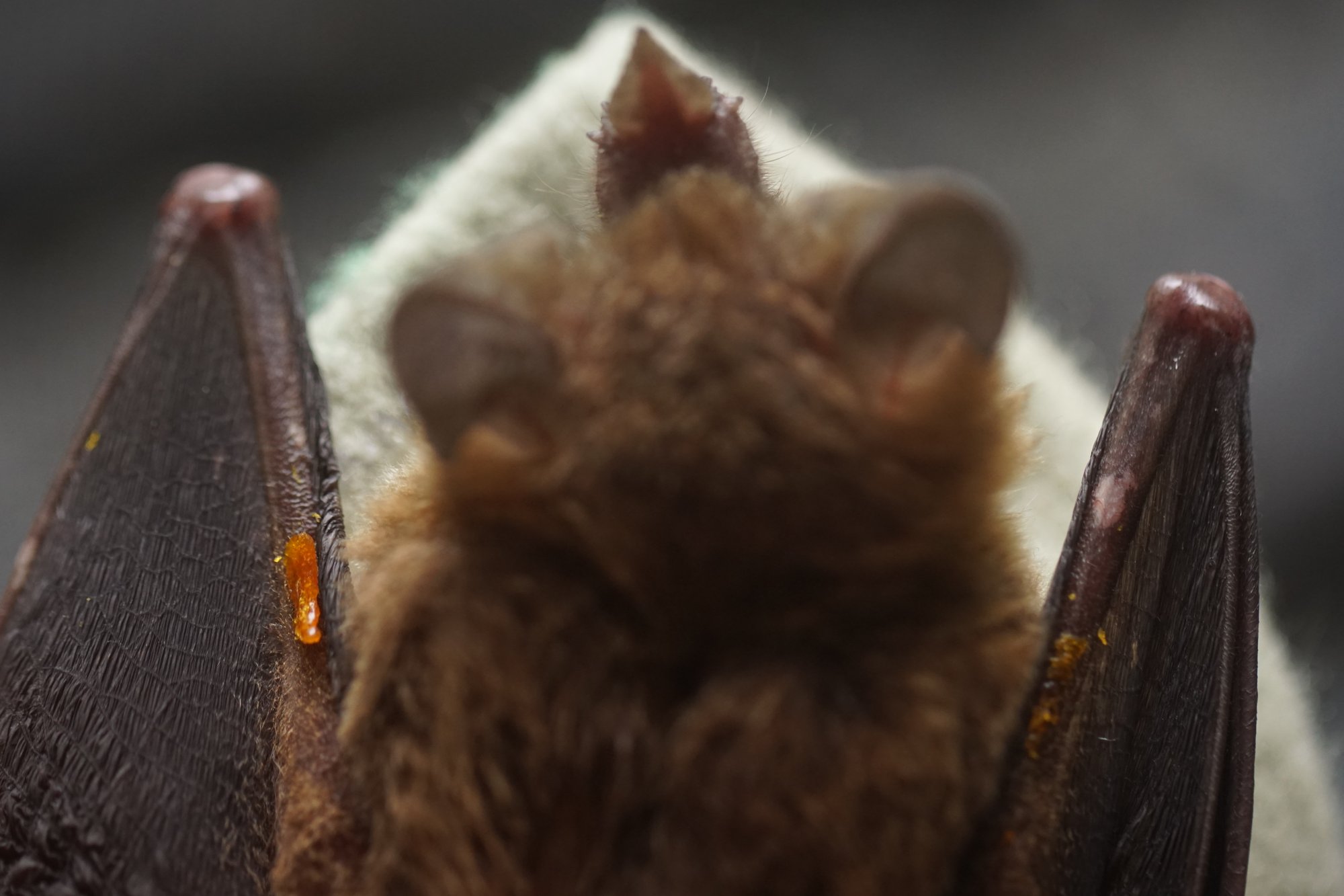 7 spooky bat facts—right in time for Halloween