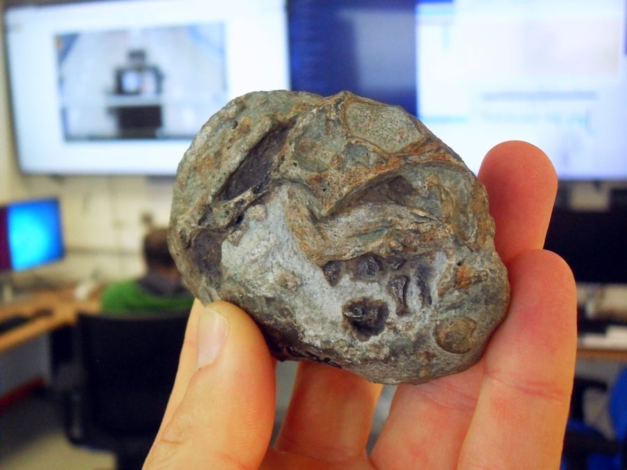 The fossil egg, which looks like an oval-shaped rock, is held in front of a camera before being scanned.