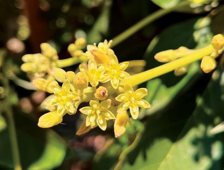 A cluster of yellow flower blooms.