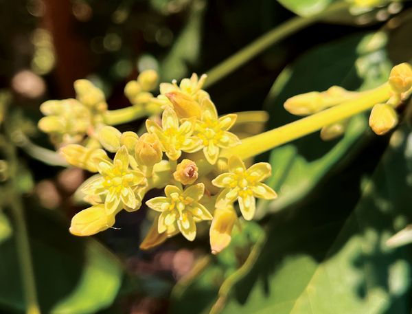 A cluster of yellow flower blooms.