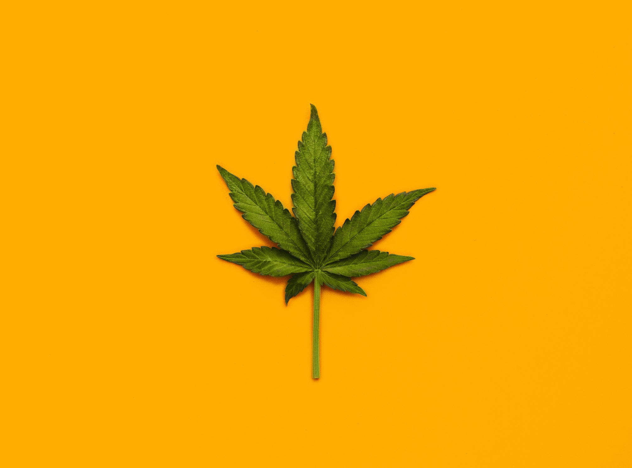 Marijuana leaf over yellow background