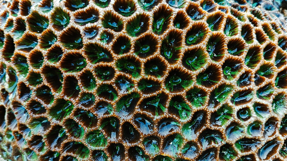 What is trypophobia? Why some people's skin crawls when they see tiny holes