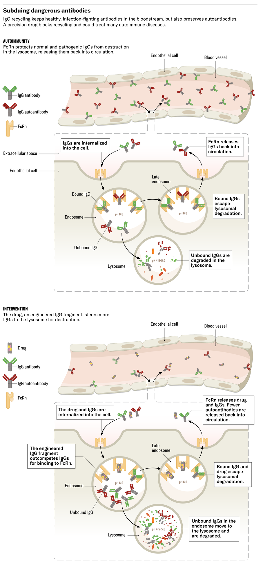 Graphic illustration depicting subduing dangerous antibodies.