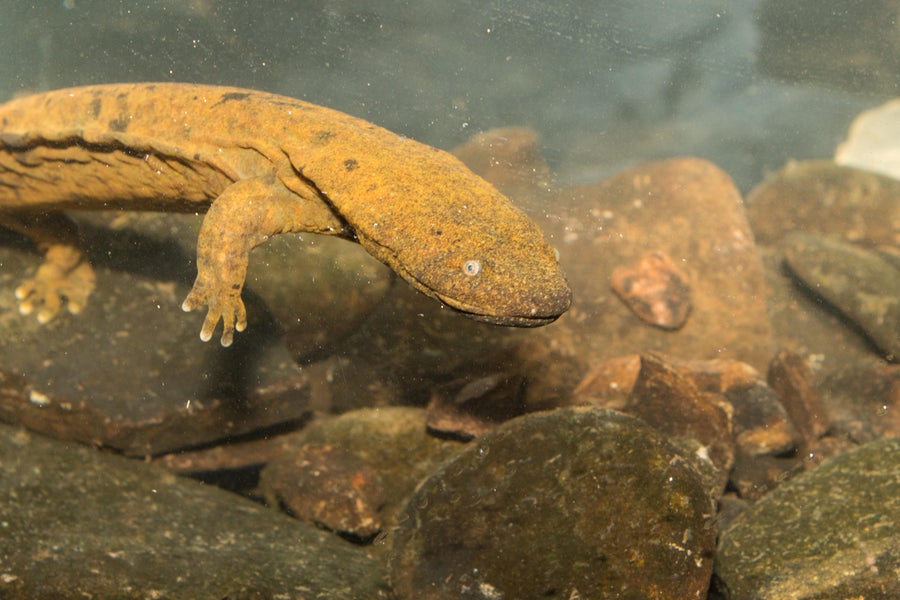 Giant salamander in water.