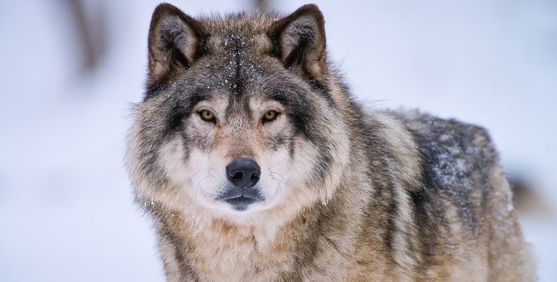 Grey wolf in winter