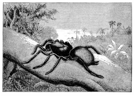 A black-and-white historical illustration of a trapdoor spider on a tree limb with water and plants in the background. First appeared in the June 24, 1876 edition of Scientific American.