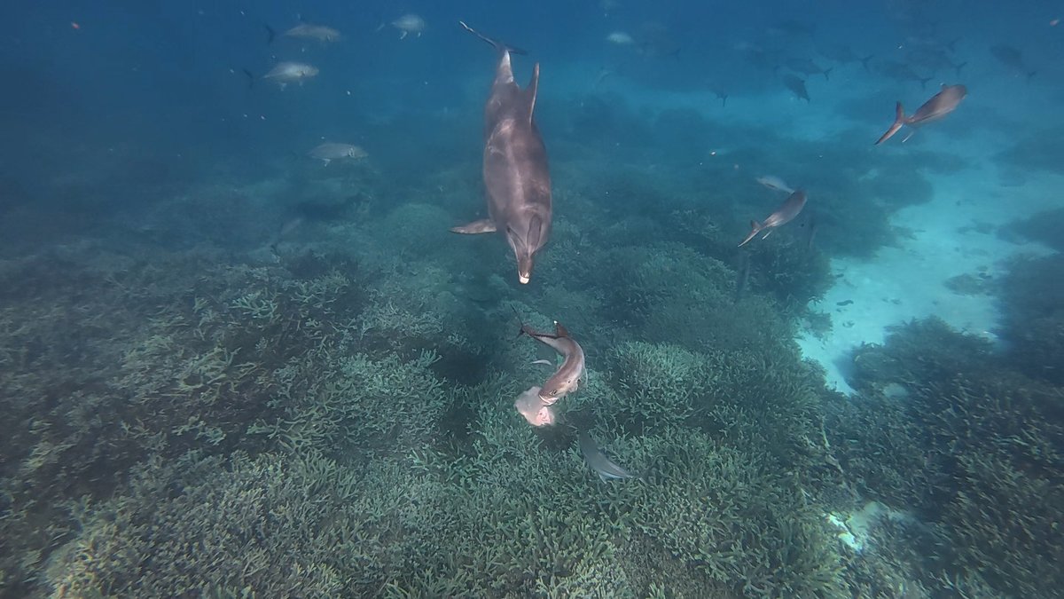 This dolphin terrifies fish until they puke—and then it eats their upchuck
